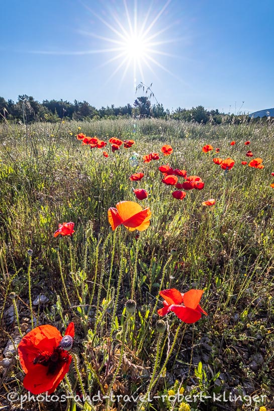 Eine Mohnblumenwiese in Kroatien